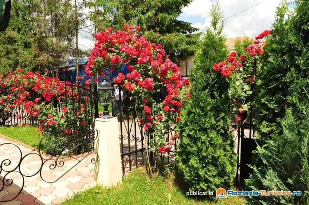 Pensiunea Onix Făgăraş Dış mekan fotoğraf